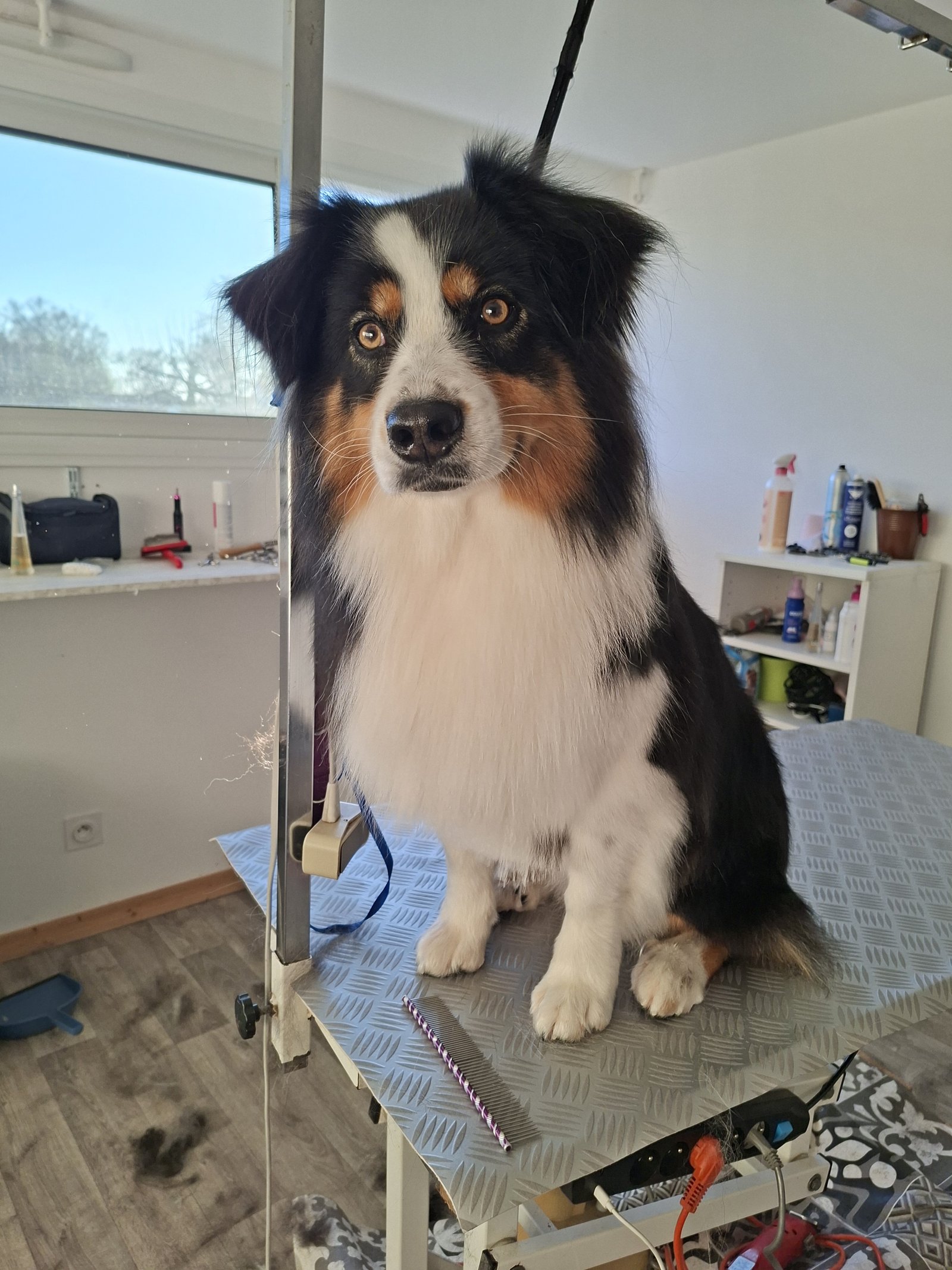 Border collie tricolore lors d'une séance de toilettage chez Beauty Dog & Cat à Commequiers