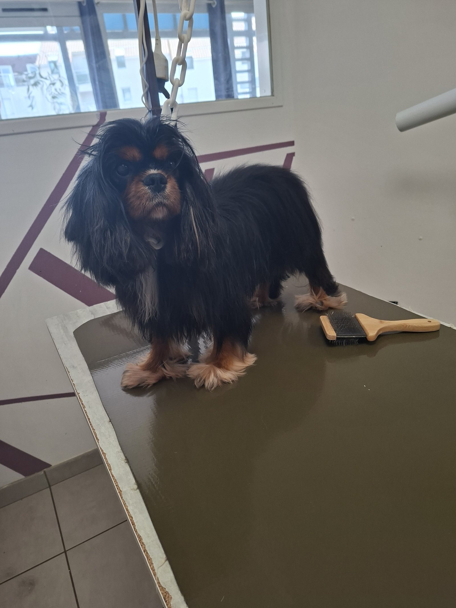 Cavalier King Charles brossé