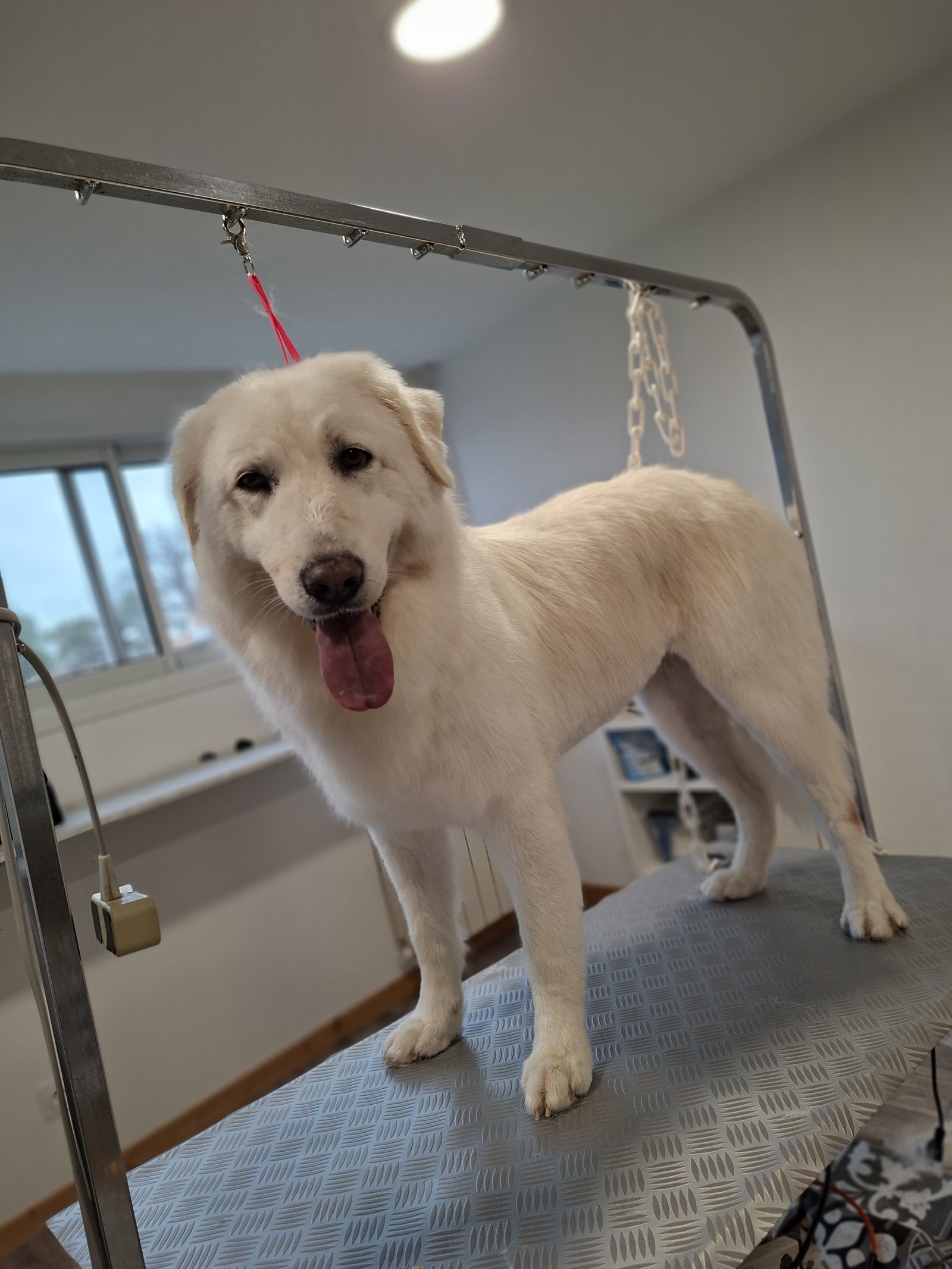 Labrador blanc tirant la langue lors du toilettage