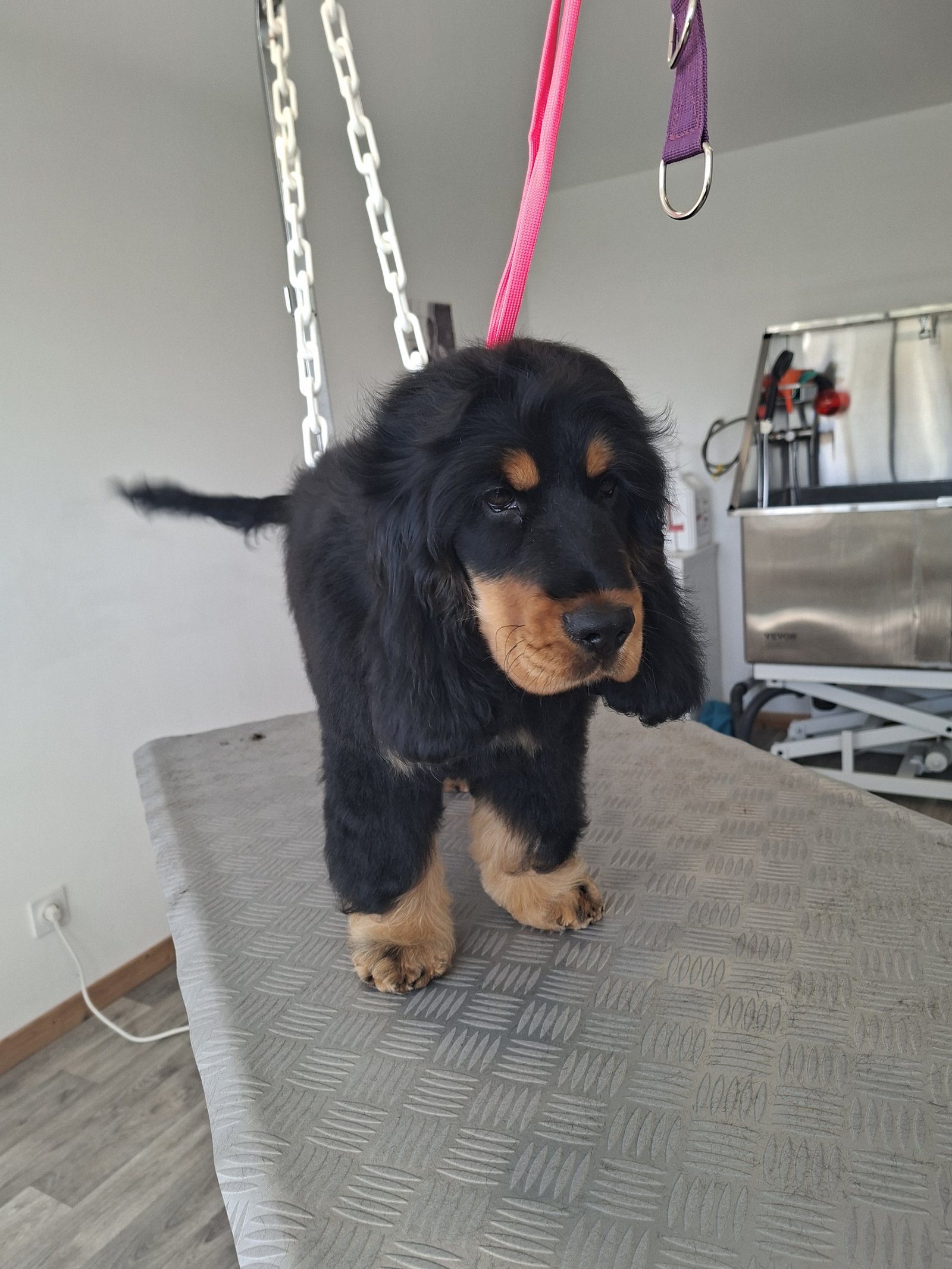 Petit chiot noir et feu